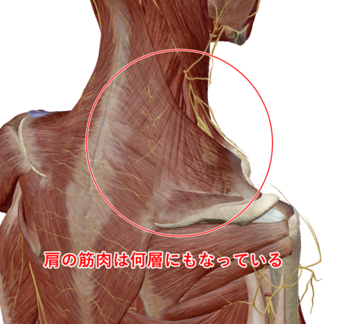 肩の筋肉 アトラス