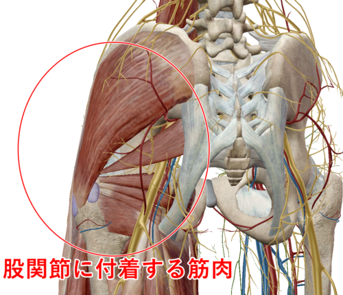 股関節の筋肉 アトラス