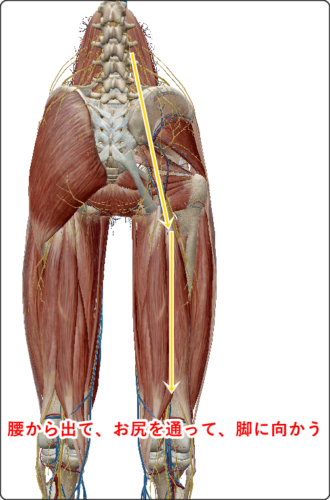 坐骨神経の走行ライン