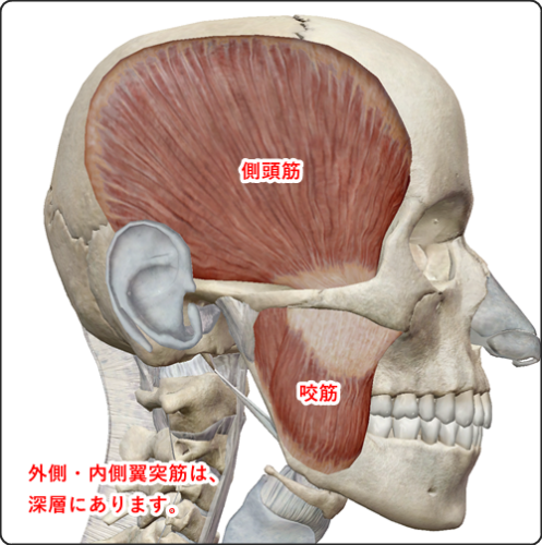 顎関節症の原因 筋肉