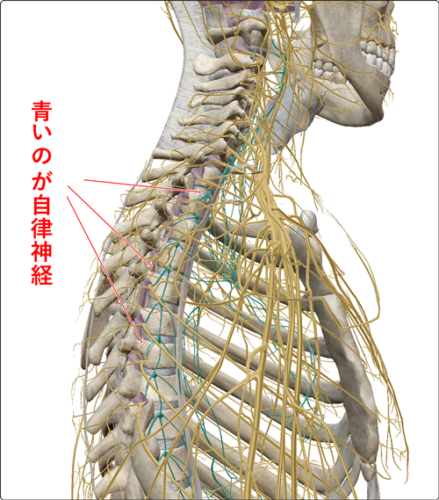 自律神経の解剖図