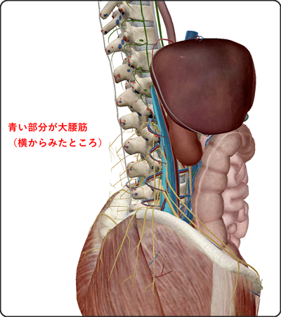 大腰筋 解剖