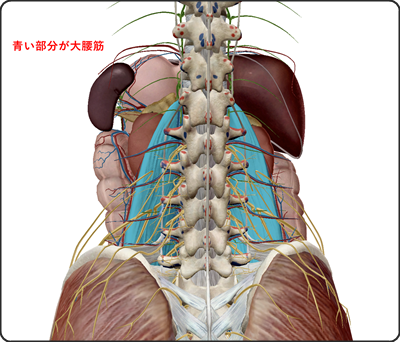 大腰筋 解剖2