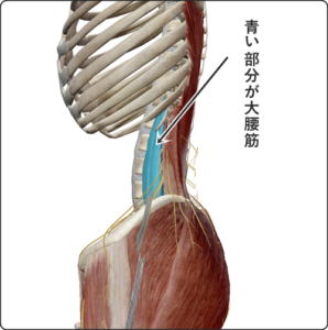 大腰筋解剖図