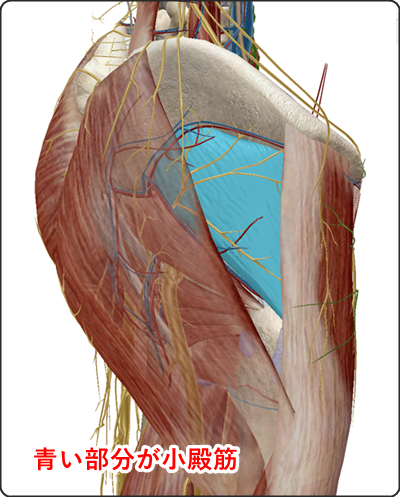小殿筋 解剖図